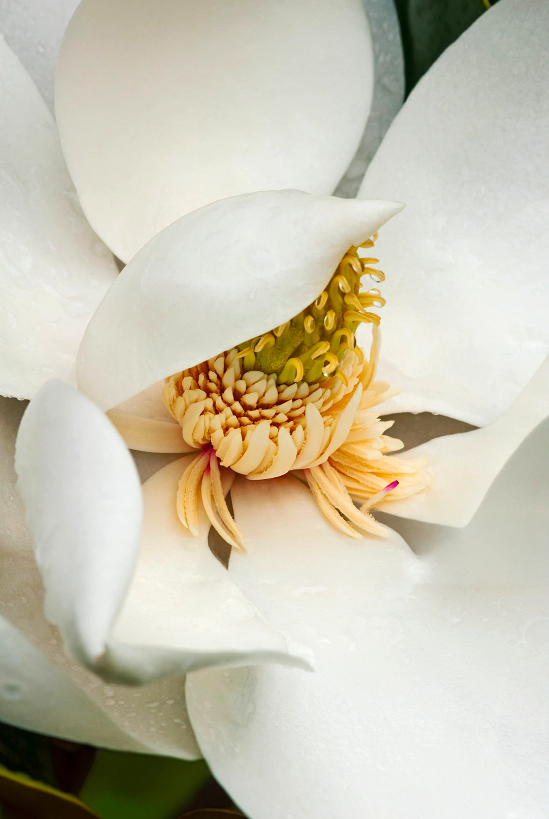 Hedione® High Cis