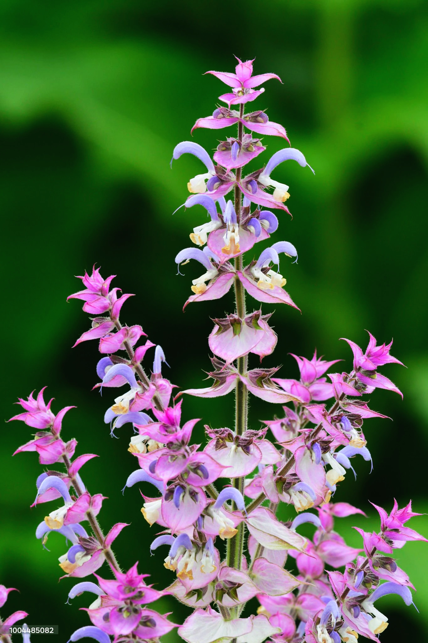 Clary Sage Oil