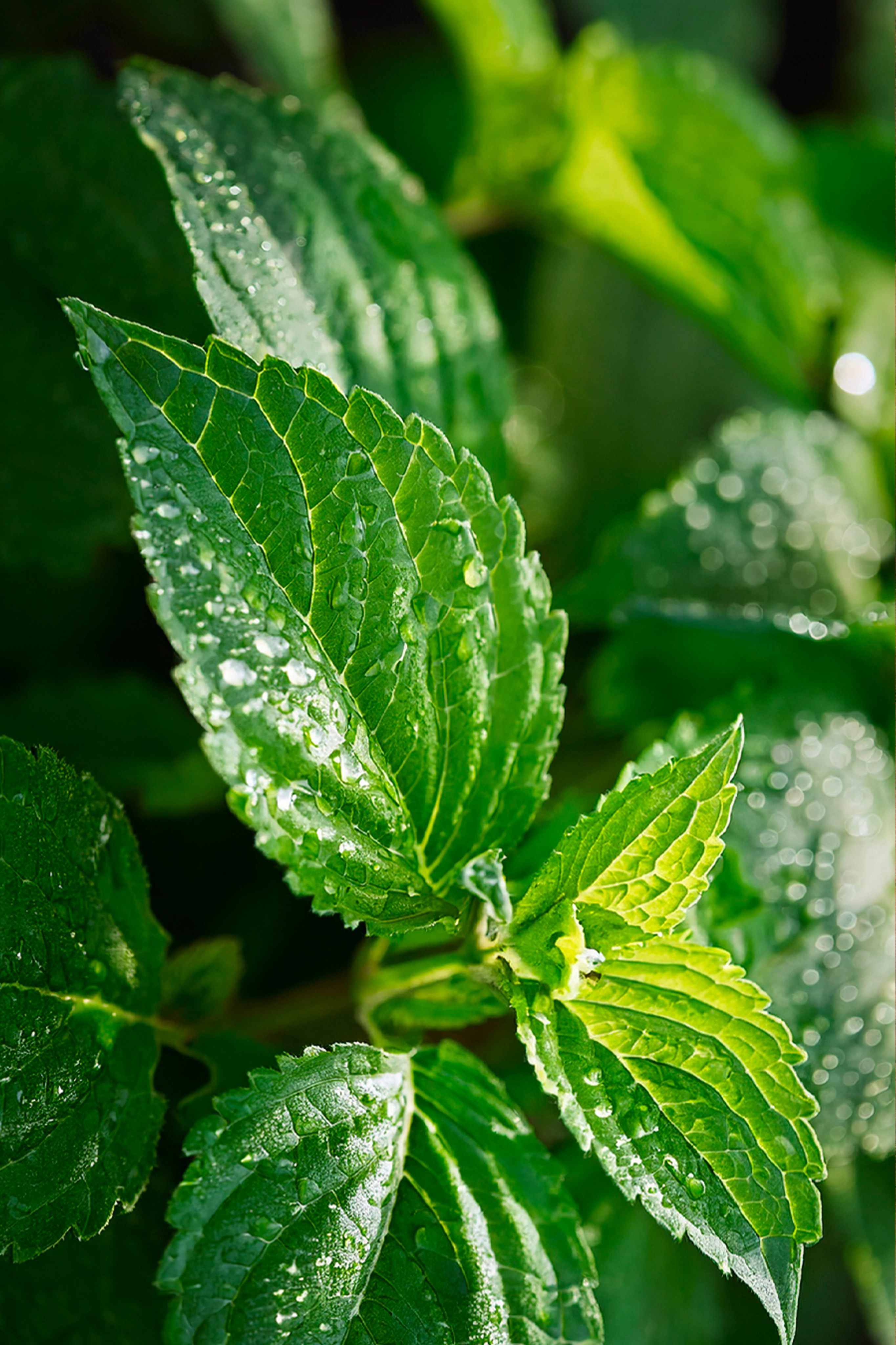 Patchouli Indonesia MD