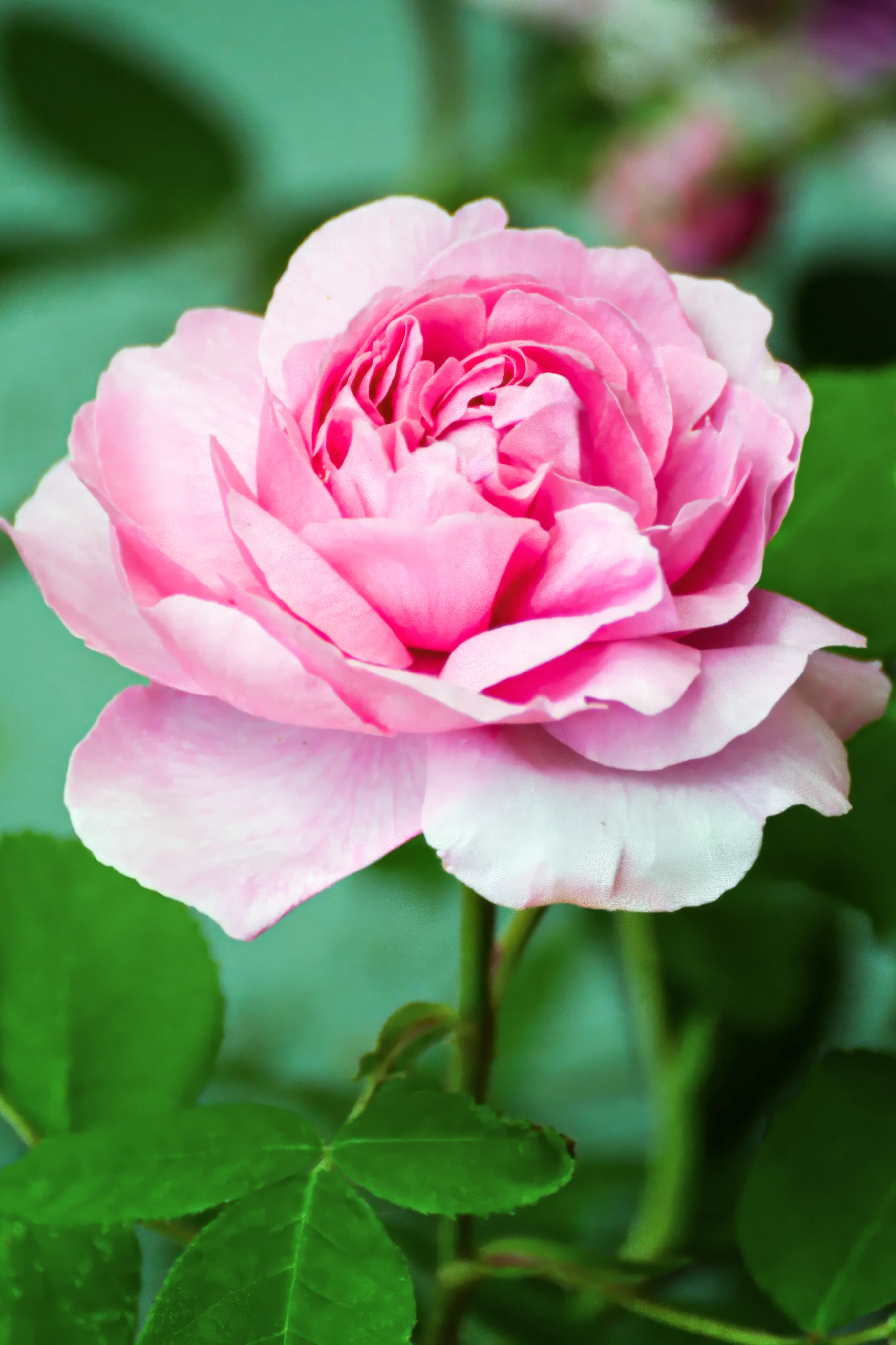 Rose Bulgaria Damascena