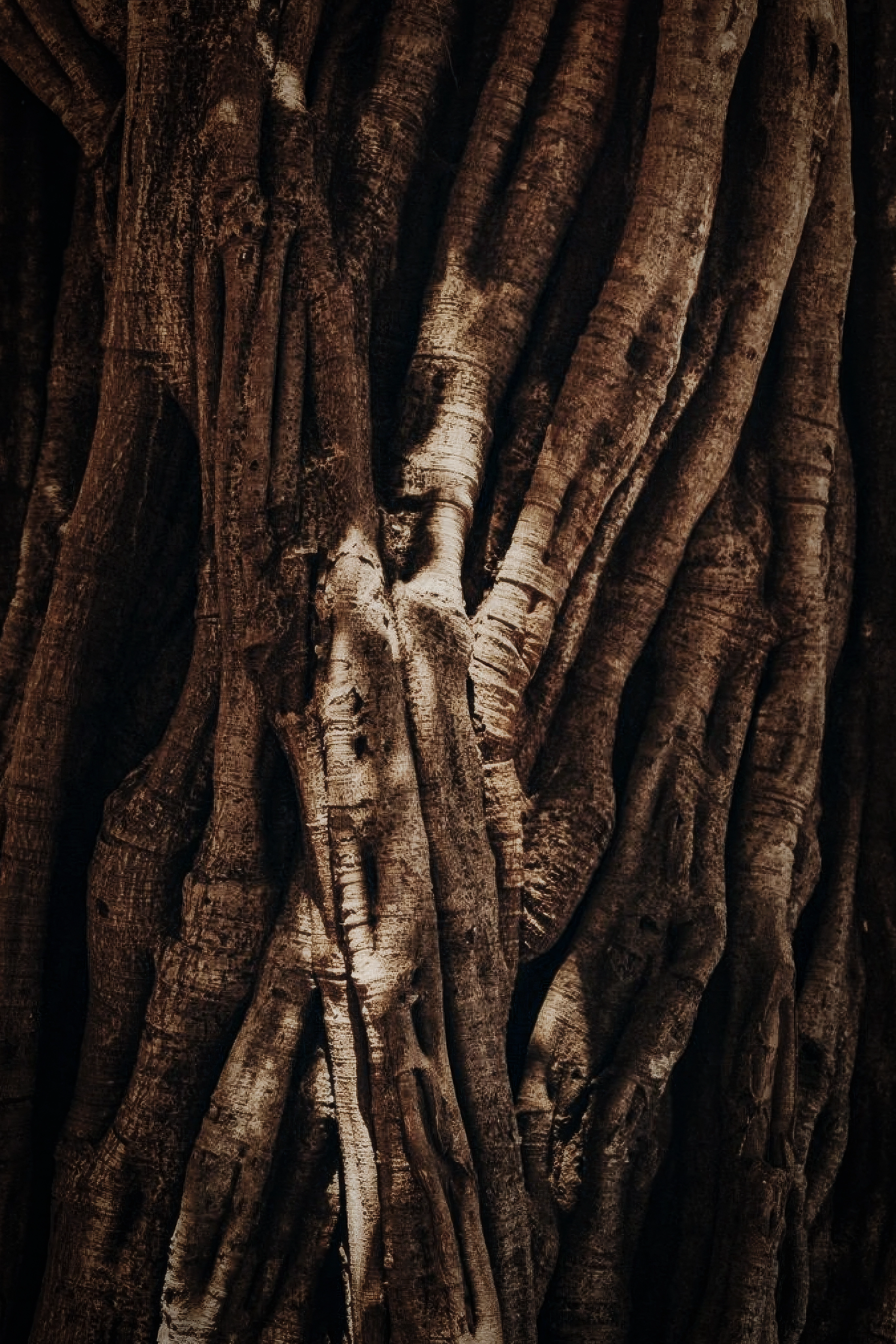 Guaiac Wood Oil